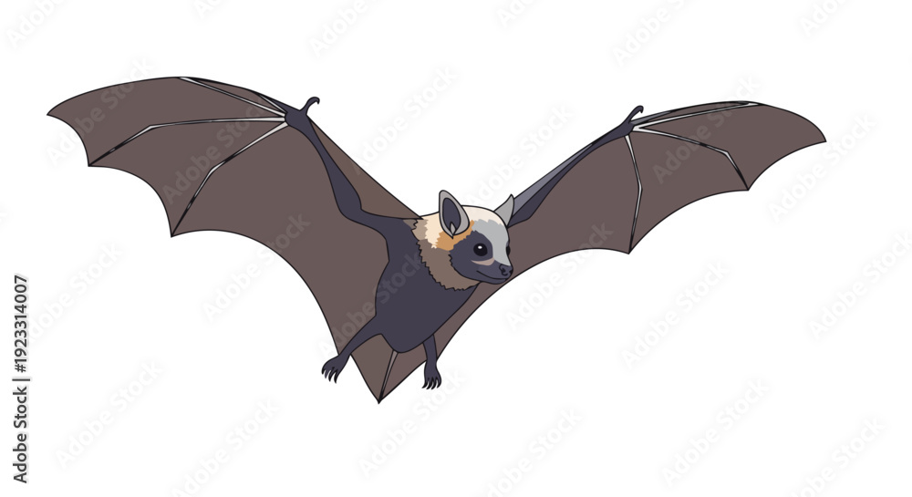 Fototapeta premium Detailed illustration of a fruit bat in flight. A beautiful nocturnal creature with open wings against a white background, perfect for educational