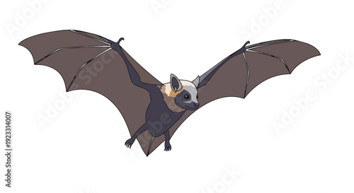 Detailed illustration of a fruit bat in flight. A beautiful nocturnal creature with open wings against a white background, perfect for educational