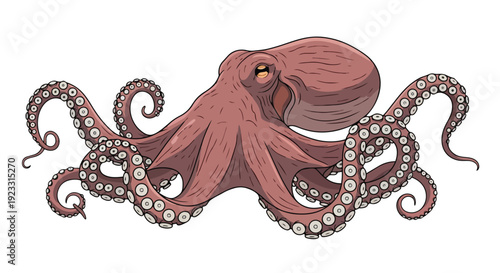 A vibrant marine cephalopod illustration featuring eight sinuous tentacles and prominent suckers