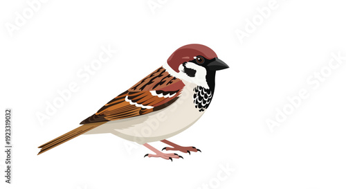 A detailed vector illustration of a charming house sparrow, meticulously rendered with its brown cap, black bib, and distinctive patterned plumage,