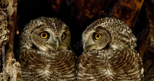 Wallpaper Mural Two owls perched closely together in a tree hollow, showcasing their striking yellow eyes and feathers Torontodigital.ca