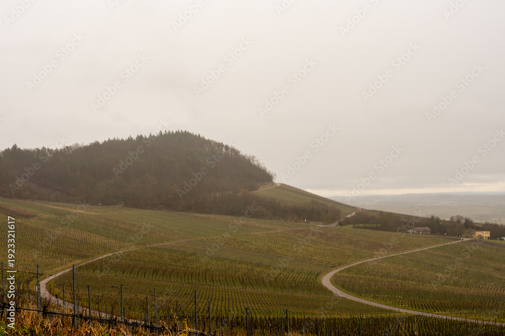 Fototapeta ​A paved road cuts straight through sloping winter vineyards towards a fog-shrouded hill.
