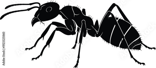 Black and white ant silhouette illustration with detailed legs and antennae, isolated on white background, nature insect vector for design.
