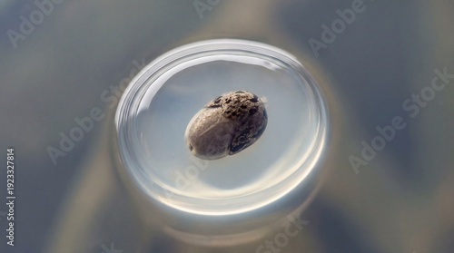 A close-up view of a tiny s...
