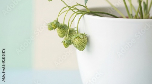 Green strawberry plant bear...