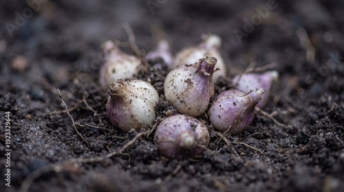 Nurturing spring bulbs nest...