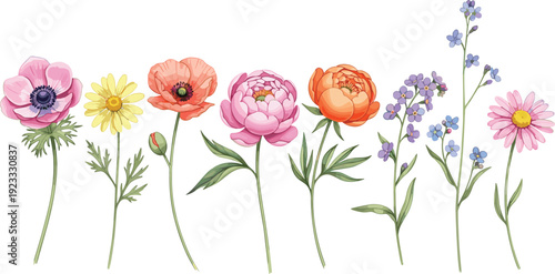Flat Vector Illustration Set of Colorful Summer Garden Flowers Including Pink Peonies, Red Poppies, Yellow Daisies, and Blue Forget-Me-Nots for Botanical Designs
