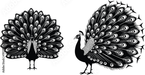 Elegant peacock silhouettes with open feathers set, exotic bird collection, ornamental tail design, tropical wildlife icons, decorative avian vector illustration, flat.