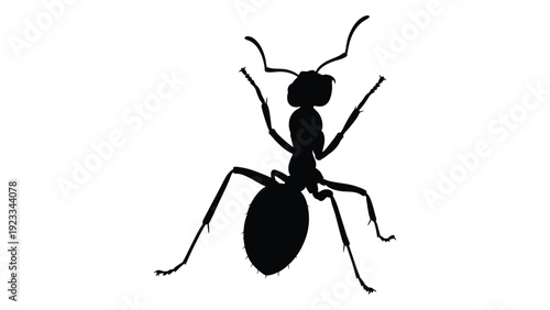 A black silhouette of an ant on a white background isolated on white background, Vector