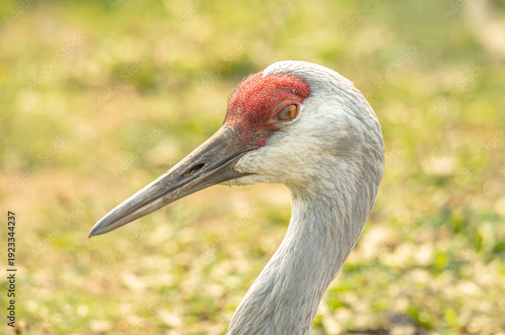 Fototapeta premium Sandhill crane