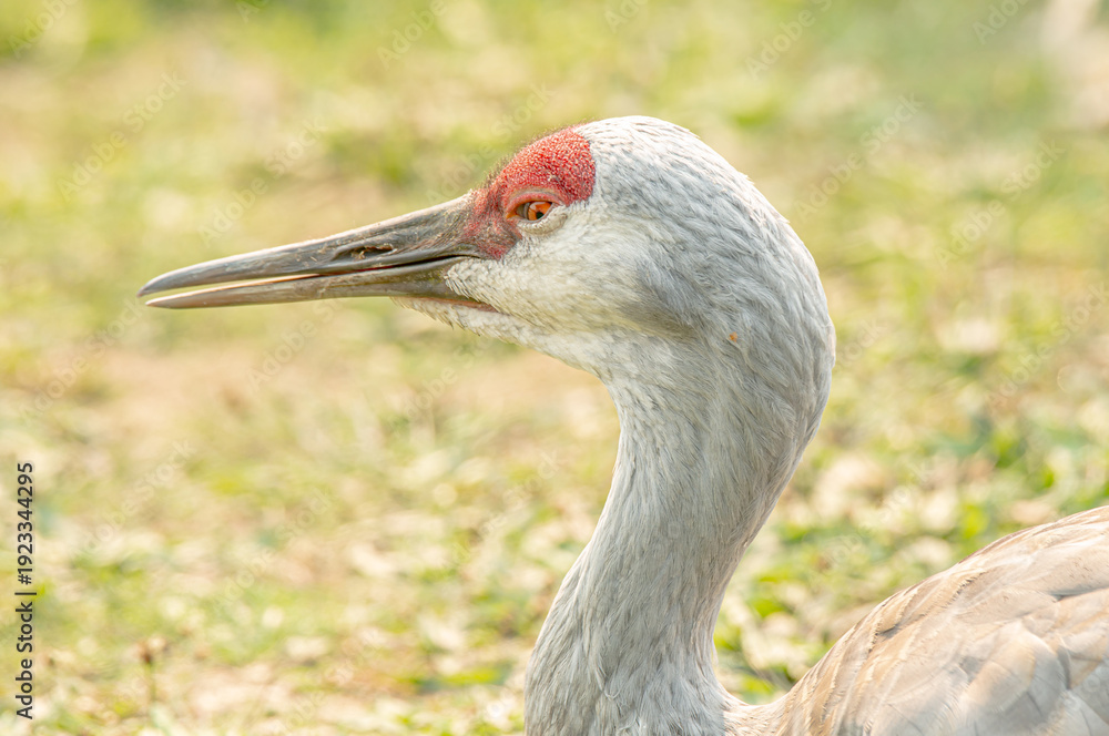 Fototapeta premium Sandhill crane