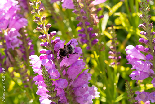 New Zealand bee on purple flower