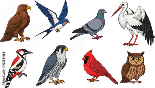 Detailed Bird Vector Set Featuring Eagle Falcon Owl Woodpecker Swallow Pigeon Stork and Cardinal for Nature Education Wildlife Conservation and Ornithology Graphic Designs