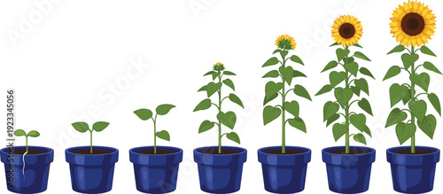 Sunflower Growth Stages Illustration From Seedling and Sprout to Full Blooming Flower in Blue Ceramic Pots for Gardening Education and Botanical Nature Studies