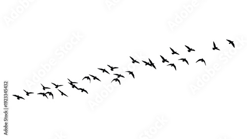 A flock of birds flying in a v formation isolated on white background, Vector