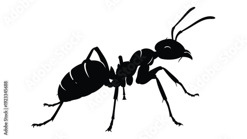 A black silhouette of an ant on a white background isolated on white background, Vector