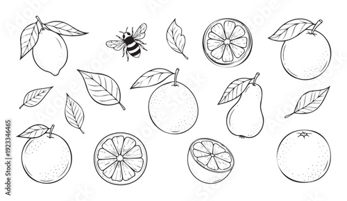 Collection of hand drawn fresh citrus fruits like lemons and oranges with various leaves and a bee, perfect for food packaging and organic product labels
