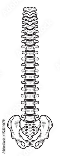 Detailed hand drawn human spine and pelvis skeletal structure providing anatomical insight for medical education chiropractic materials and wellness health center presentations
