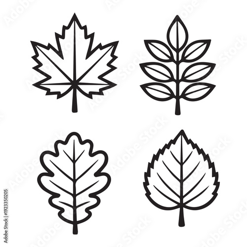 A simple vector illustration of four different leaf shapes, designed with clean lines to support botanical learning and educational visuals.