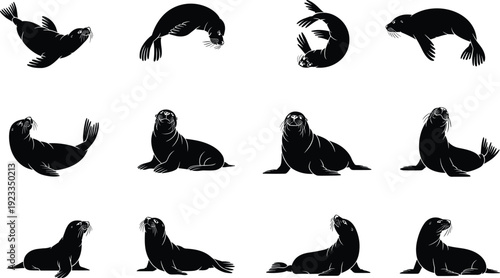 Sea lion silhouette collection, marine mammal poses, swimming resting animals, black wildlife icons, ocean fauna vector illustration set, isolated, design