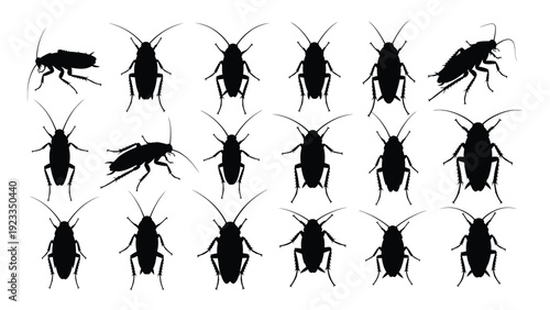 A group of black cockroaches on a white background isolated on white background, Vector