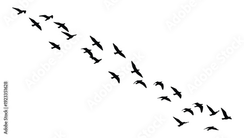 A flock of birds flying in a diagonal line across the sky isolated on white background, Vector