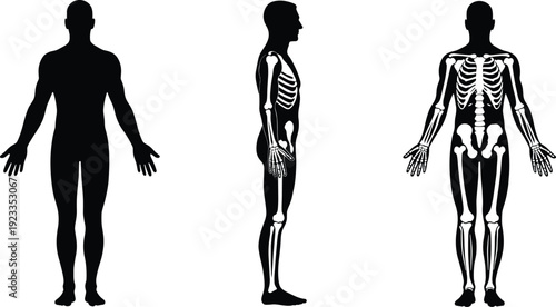 Black silhouette illustration of human figures showing front, side, and rear views with skeletal system details, useful for anatomy education, physiology study, and medical design reference