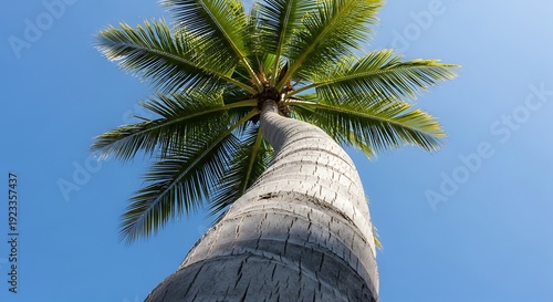 A striking perspective looking up the textured trunk of a leaning coconut palm tree toward its green fronds, set against a brilliant, cloudless blue sky.