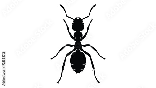 A black silhouette of an ant on a white background isolated on white background, Vector