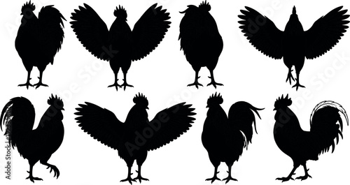 Rooster silhouette collection showing various standing and wing spread poses, black chicken shapes isolated on white background, farm poultry vector illustration for agriculture design