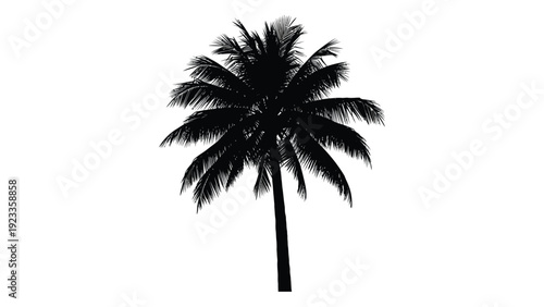 A black silhouette of a palm tree against a white background isolated on white background, Vector