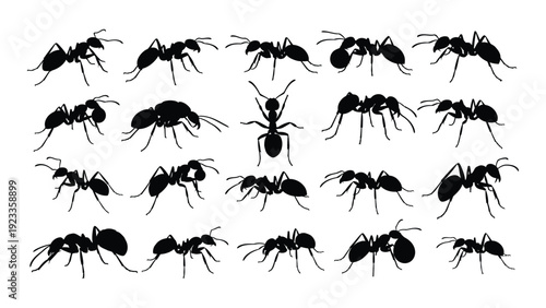 A group of black ants on a white background isolated on white background, Vector