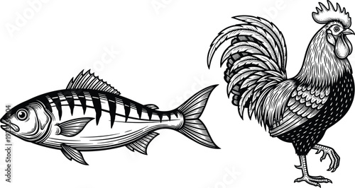 Vintage woodcut style illustration of a striped sea fish and a farm rooster isolated on white background for culinary design