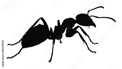A black silhouette of an ant on a white background isolated on white background, Vector