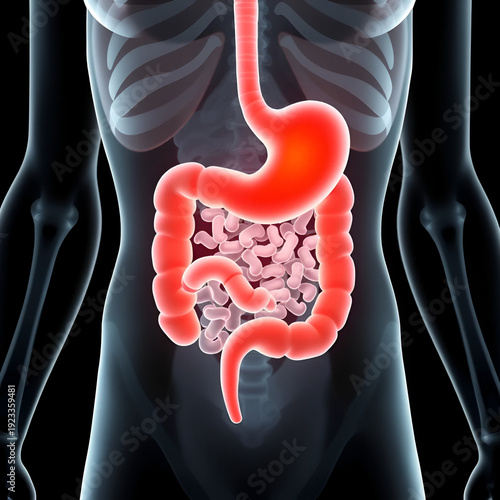 Human stomach. Healthy and unhealthy, empty and full human stomach. Bloating stomach ache, digestive tract pain fullness heaviness stomaches acid heartburn process indigestion