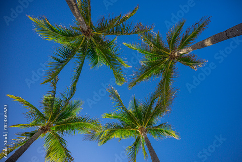 Wallpaper Mural Palm background. Summer paradise concept. Green jungle. Tropical background. Exotic summer vibes. Palm wallpaper. Palm leaves in sunlight. Tropical design pattern. Maldives summer. Tropical design. Torontodigital.ca