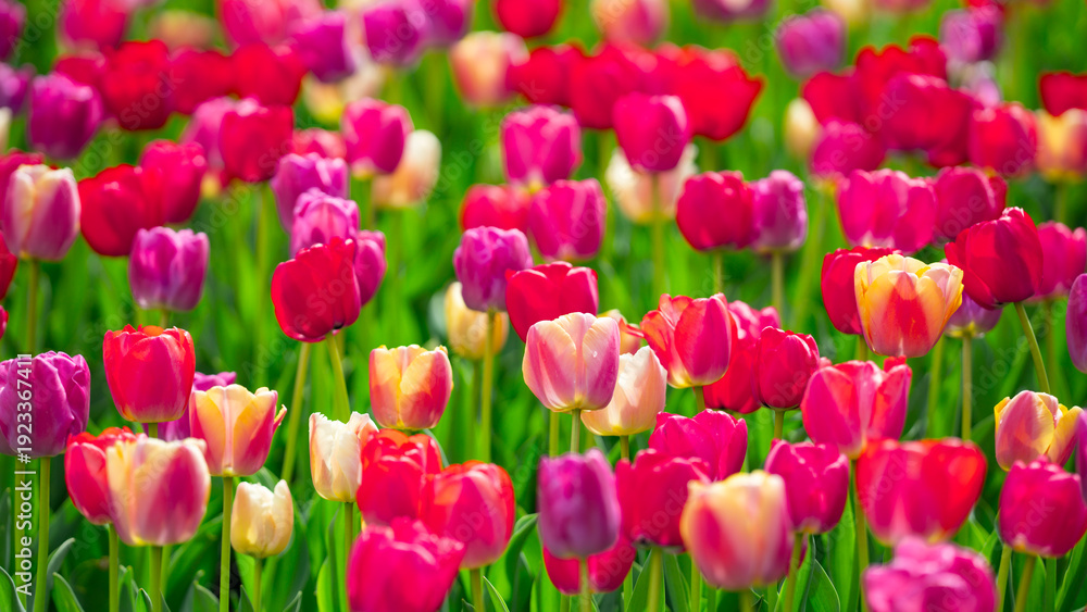 Obraz premium Spring tulips floral background texture. Blooming tulips pattern for seasonal design. Floral design background with tulip field. Field of tulips with fresh spring mood.