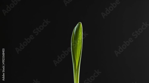Fresh green plant leaf on dark background  