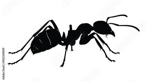 A black silhouette of an ant on a white background isolated on white background, Vector