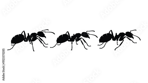 A line of ants walking in a row on a white background isolated on white background, Vector