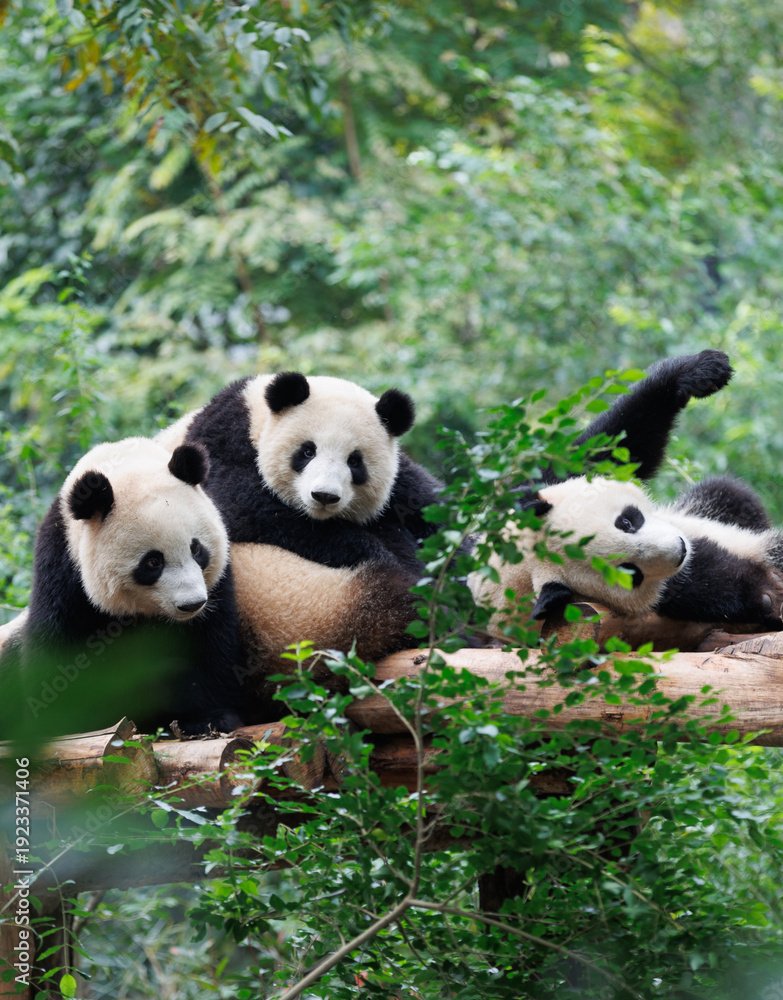 Fototapeta premium Giant panda group playing in the zoo
