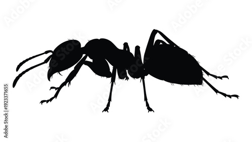 A black silhouette of an ant on a white background isolated on white background, Vector