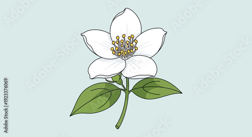 A vector illustration of a jasmine flower with white petals and green leaves against a light blue background.
