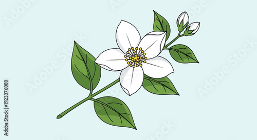 Vector illustration of a jasmine flower with green leaves on a light blue background, showcasing a simple and elegant floral design.