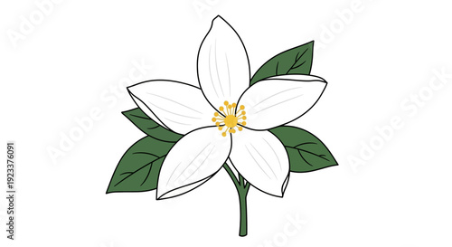 A detailed vector illustration of a jasmine flower with white petals and green leaves on a plain white background, showcasing a minimalist graphic design style.