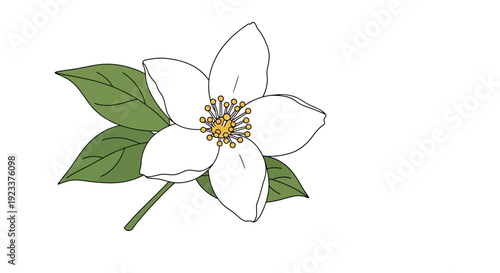 Vector illustration of a jasmine flower with green leaves on a white background, showcasing its delicate petals and yellow stamens.