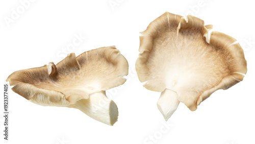 Fan‑shaped oyster mushrooms, creamy light brown caps, smooth wavy edges, visible gills descending short stems, white background.