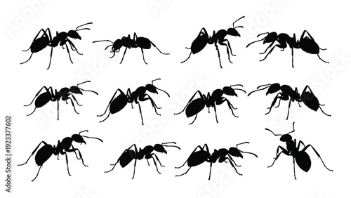 Silhouettes of ants in various positions isolated on white background, Vector