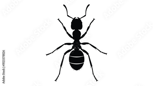 A black silhouette of an ant on a white background isolated on white background, Vector