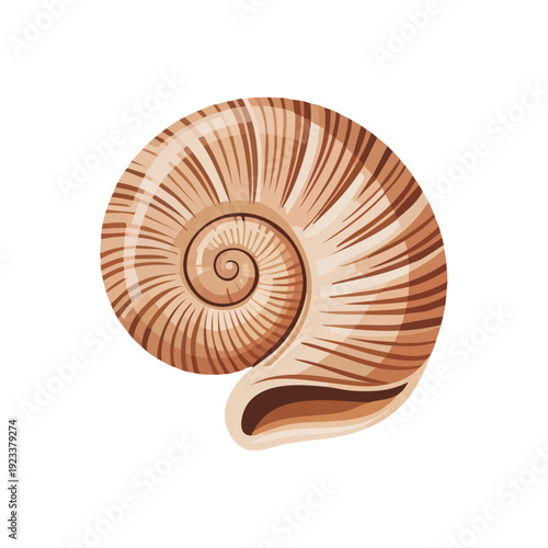 Nautilus Shell Spiral Shape.